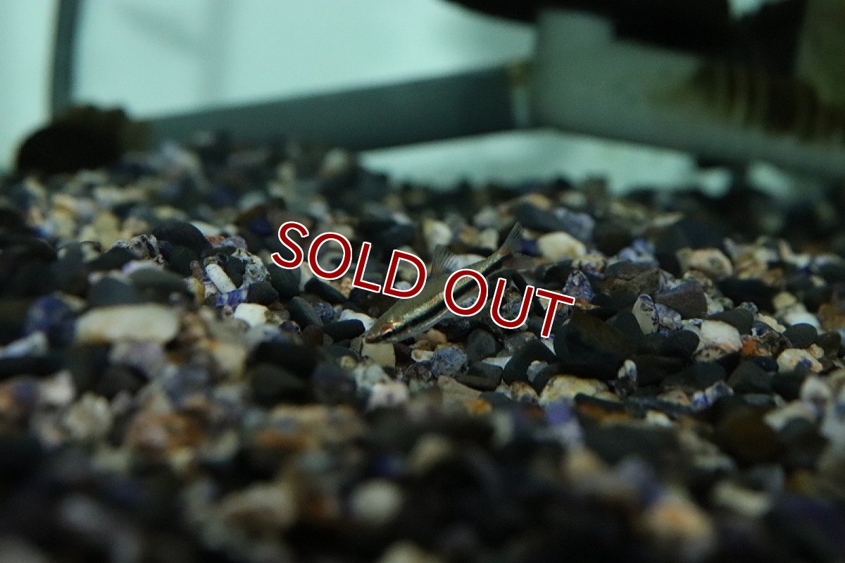 画像2: 【淡水魚】激レア産地 レッドフィンパープルラインペンシル サンタレン アンテルドション産 ワイルド【1匹 サンプル画像】(生体)(熱帯魚)NKCK (2)