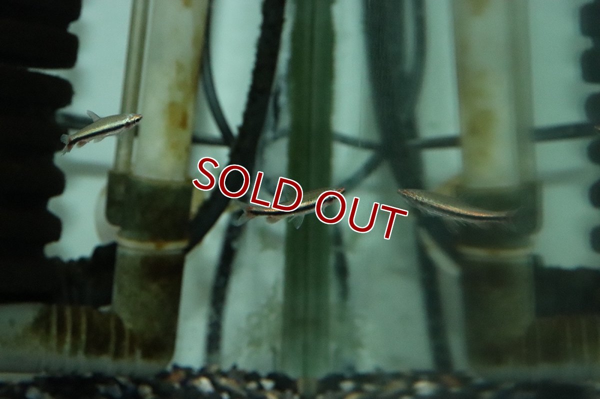 画像3: 【淡水魚】激レア産地 レッドフィンパープルラインペンシル サンタレン アンテルドション産 ワイルド【1匹 サンプル画像】(生体)(熱帯魚)NKCK (3)