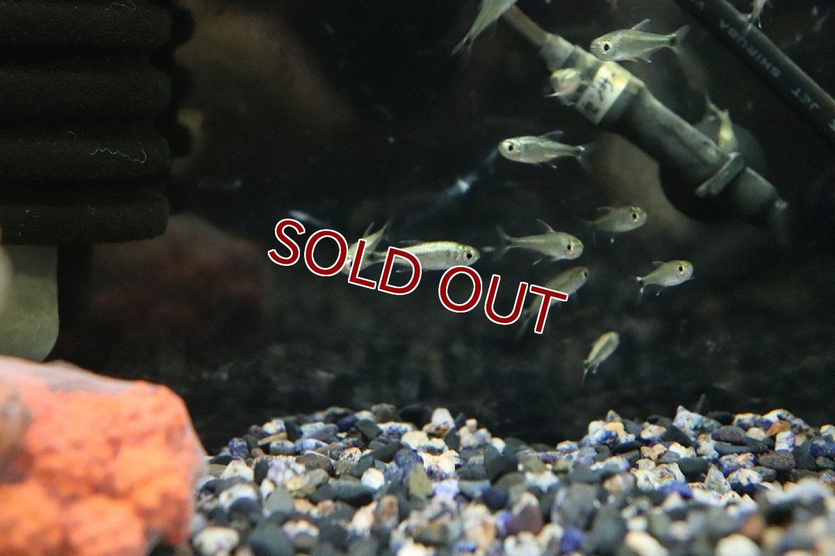 画像2: 【淡水魚】レア種 ヘミグラムス sp プラチナロドウェイ マットグロッソ産 ワイルド【1匹 サンプル画像】(珍カラ)(生体)(熱帯魚)NKCK (2)