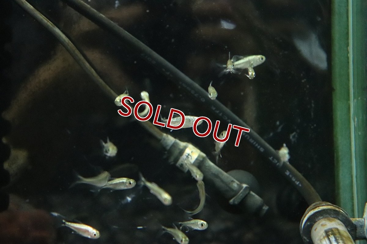 画像3: 【淡水魚】レア種 ヘミグラムス sp プラチナロドウェイ マットグロッソ産 ワイルド【1匹 サンプル画像】(珍カラ)(生体)(熱帯魚)NKCK (3)