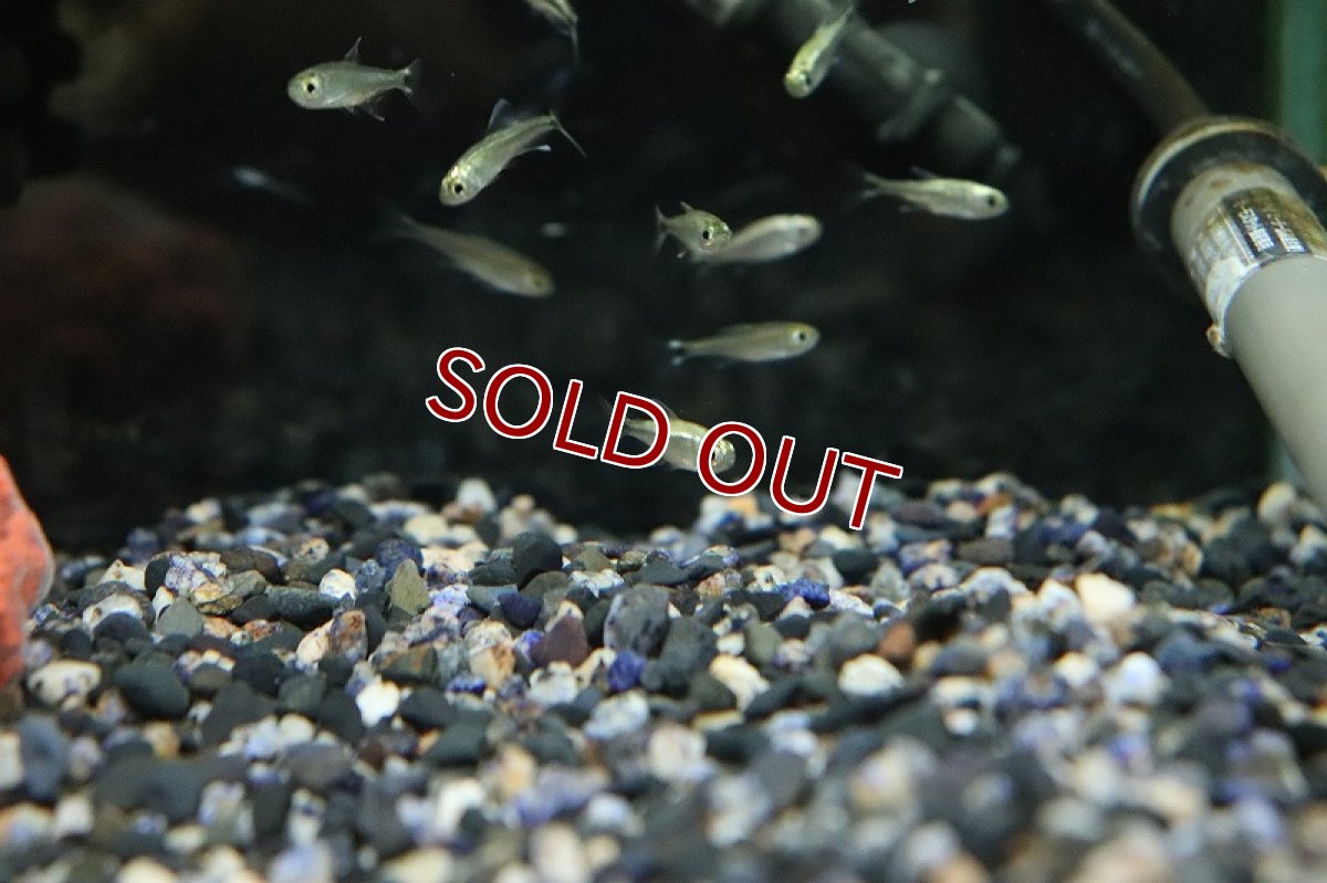 画像4: 【淡水魚】レア種 ヘミグラムス sp プラチナロドウェイ マットグロッソ産 ワイルド【1匹 サンプル画像】(珍カラ)(生体)(熱帯魚)NKCK (4)