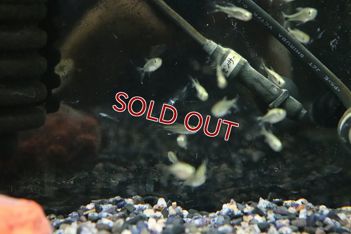 画像2: 【淡水魚】レア種 ヘミグラムス sp ロドウェイ マットグロッソ産 ワイルド【1匹 サンプル画像】(珍カラ)(生体)(熱帯魚)NKCK (2)