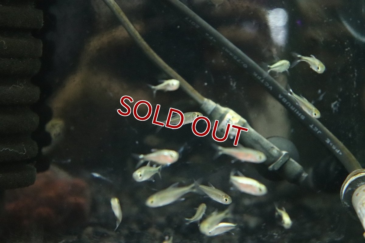 画像3: 【淡水魚】レア種 ヘミグラムス sp ロドウェイ マットグロッソ産 ワイルド【1匹 サンプル画像】(珍カラ)(生体)(熱帯魚)NKCK (3)