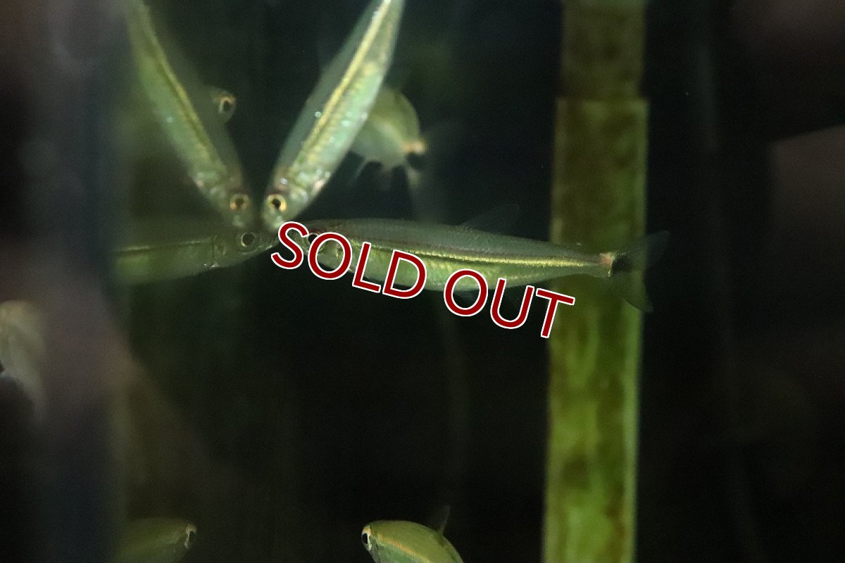 画像2: 【淡水魚】大特価 イグアノディクタス アドゥジャイ ワイルド【1匹 サンプル画像】(珍カラ)(生体)(熱帯魚)NKCK (2)