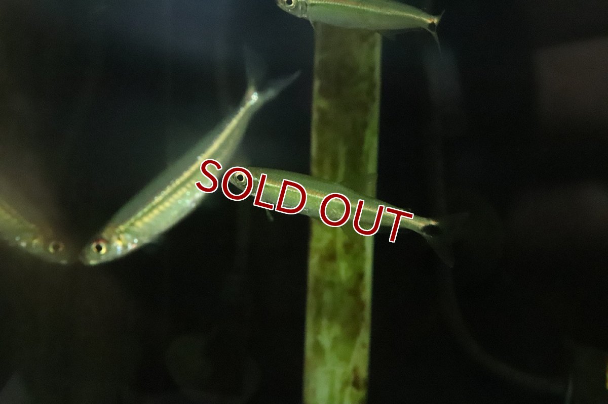 画像3: 【淡水魚】大特価 イグアノディクタス アドゥジャイ ワイルド【1匹 サンプル画像】(珍カラ)(生体)(熱帯魚)NKCK (3)