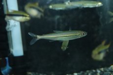 画像1: 【淡水魚】【通販】大特価 イグアノディクタスsp ジャララッカ ワイルド【1匹 サンプル画像】(珍カラ)(生体)(熱帯魚)NKCK (1)