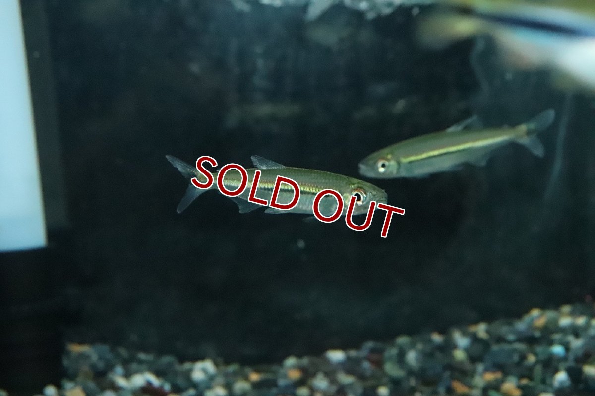 画像2: 【淡水魚】大特価 イグアノディクタスsp ジャララッカ ワイルド【1匹 サンプル画像】(珍カラ)(生体)(熱帯魚)NKCK (2)