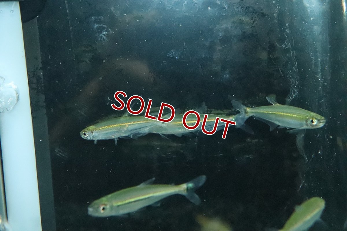 画像3: 【淡水魚】大特価 イグアノディクタスsp ジャララッカ ワイルド【1匹 サンプル画像】(珍カラ)(生体)(熱帯魚)NKCK (3)