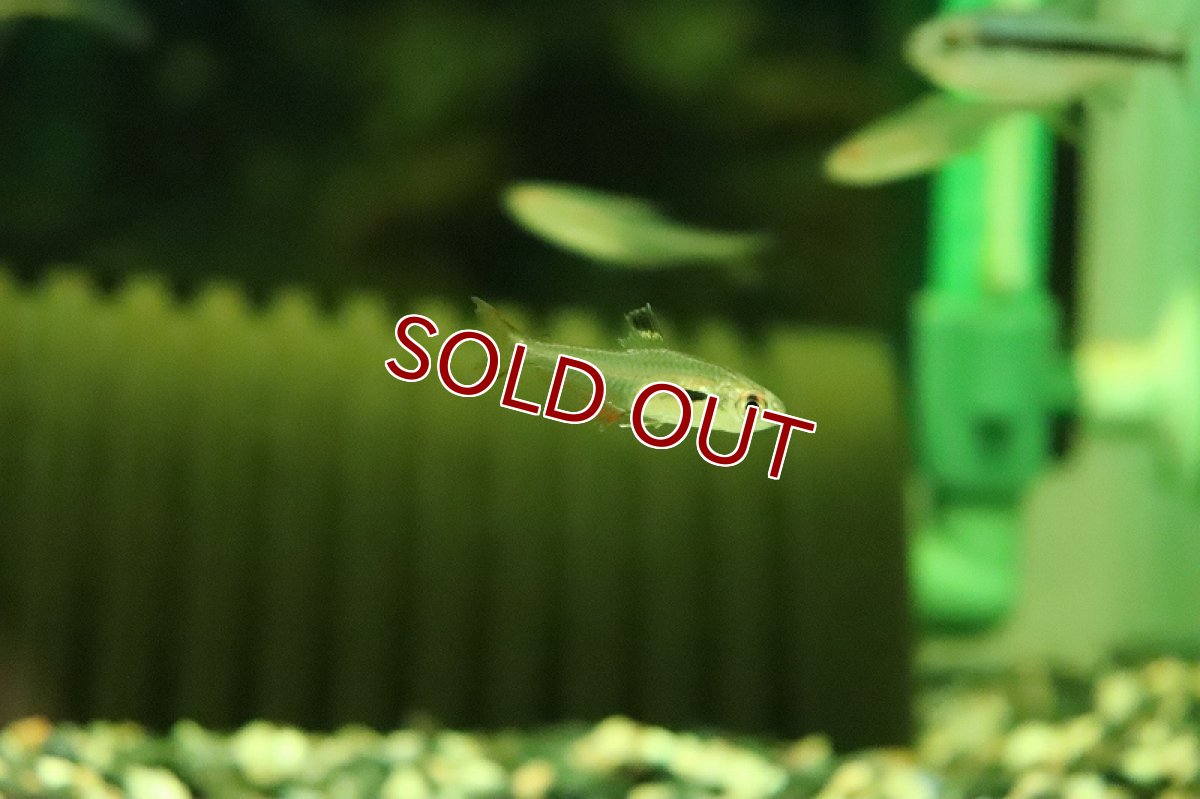 画像2: 【淡水魚】【通販】激爆安 キングトレジャーテトラ イガラッペ アベーリャ産 ワイルド【1匹 サンプル画像】(珍カラ)(生体)(熱帯魚)NKCK (2)