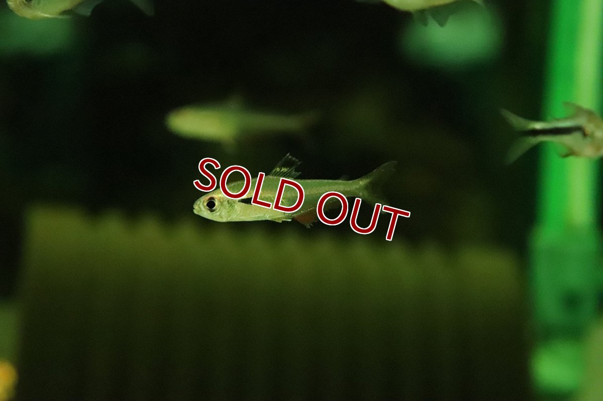 画像4: 【淡水魚】【通販】激爆安 キングトレジャーテトラ イガラッペ アベーリャ産 ワイルド【1匹 サンプル画像】(珍カラ)(生体)(熱帯魚)NKCK (4)