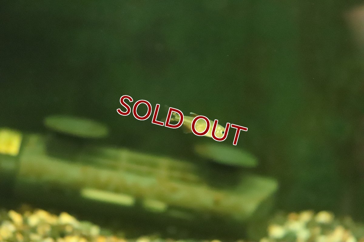 画像2: 【淡水魚】ハイフェソブリコン パーヴェラス ジャグアリ産 ワイルド【1匹 サンプル画像】(珍カラ)(生体)(熱帯魚)NKCK (2)