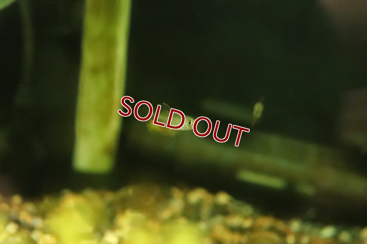 画像3: 【淡水魚】ハイフェソブリコン パーヴェラス ジャグアリ産 ワイルド【1匹 サンプル画像】(珍カラ)(生体)(熱帯魚)NKCK (3)