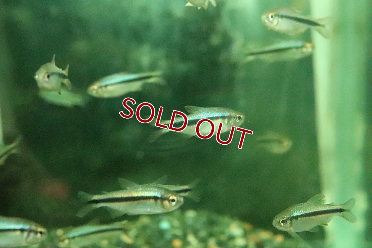 画像2: 【淡水魚】特価 インペリアルラピステトラ【1匹 サンプル画像】(珍カラ)(生体)(熱帯魚)NKCK (2)