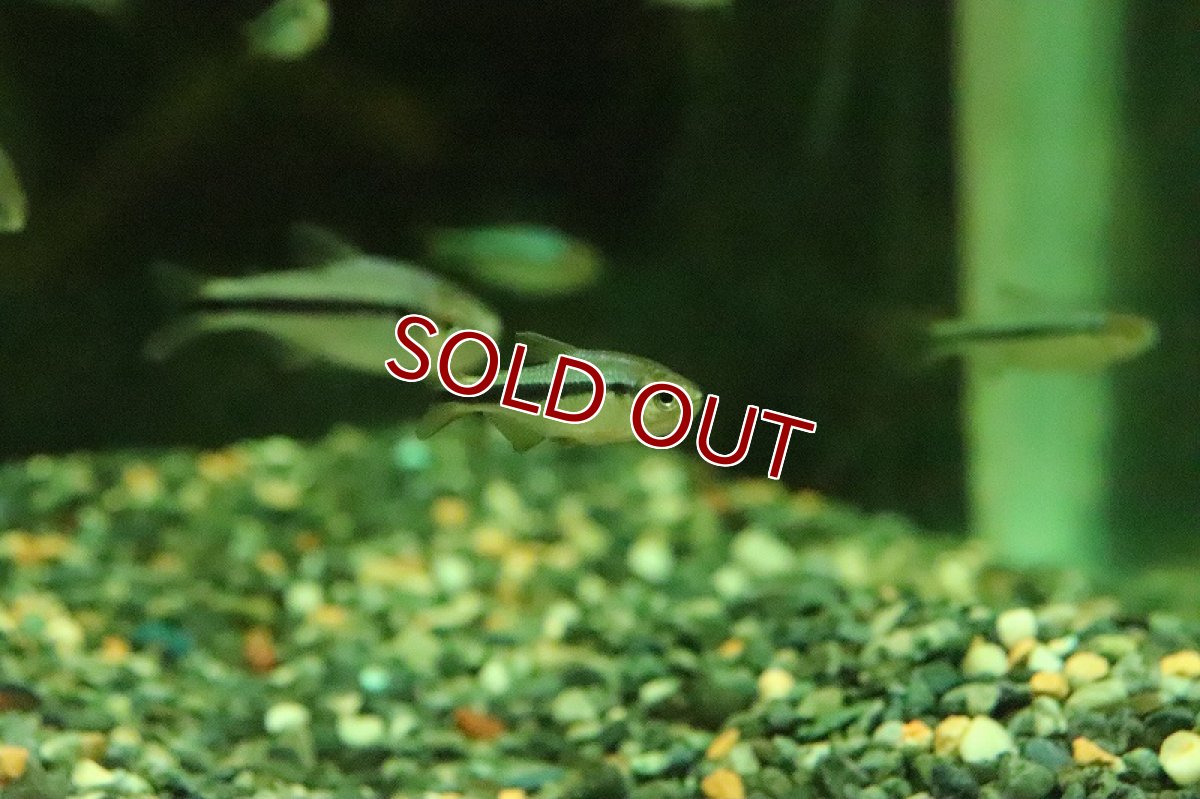 画像3: 【淡水魚】特価 インペリアルラピステトラ【1匹 サンプル画像】(珍カラ)(生体)(熱帯魚)NKCK (3)