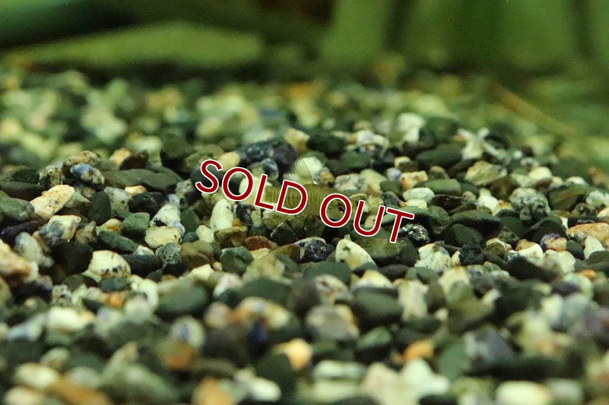 画像2: 【淡水魚】３匹のみ ゼブリーナダータテトラ【1匹 サンプル画像】(珍カラ)(生体)(熱帯魚)NKCK (2)