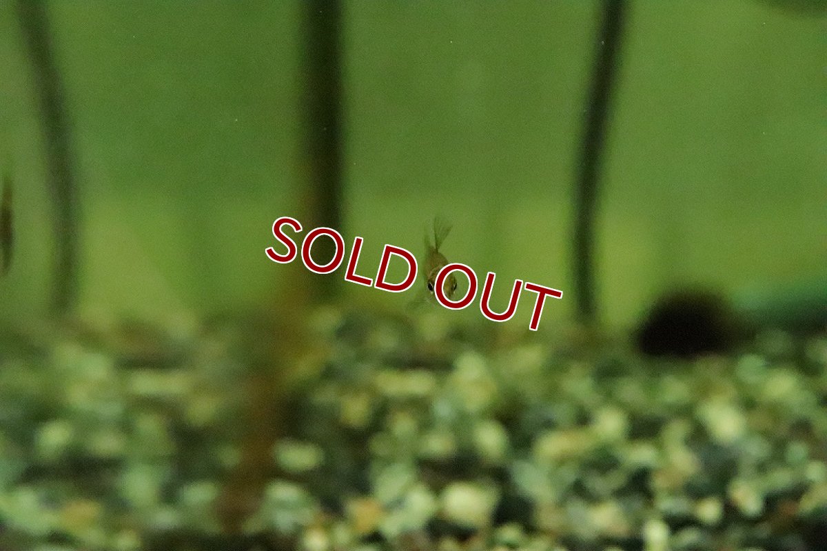 画像3: 【淡水魚】３匹のみ ゼブリーナダータテトラ【1匹 サンプル画像】(珍カラ)(生体)(熱帯魚)NKCK (3)