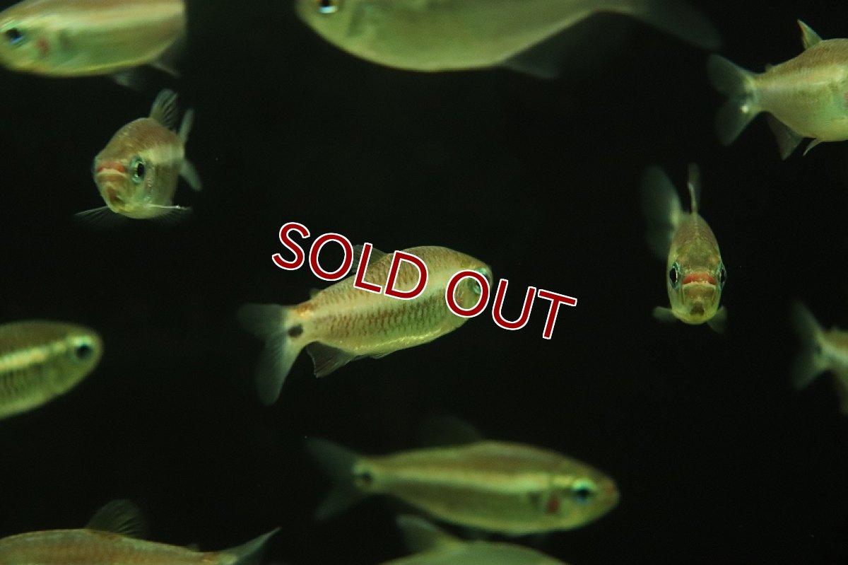 画像2: 【淡水魚】コギャルテトラsp マットグロッソ産  ワイルド【1匹 サンプル画像】(珍カラ)(生体)(熱帯魚)NKCK (2)