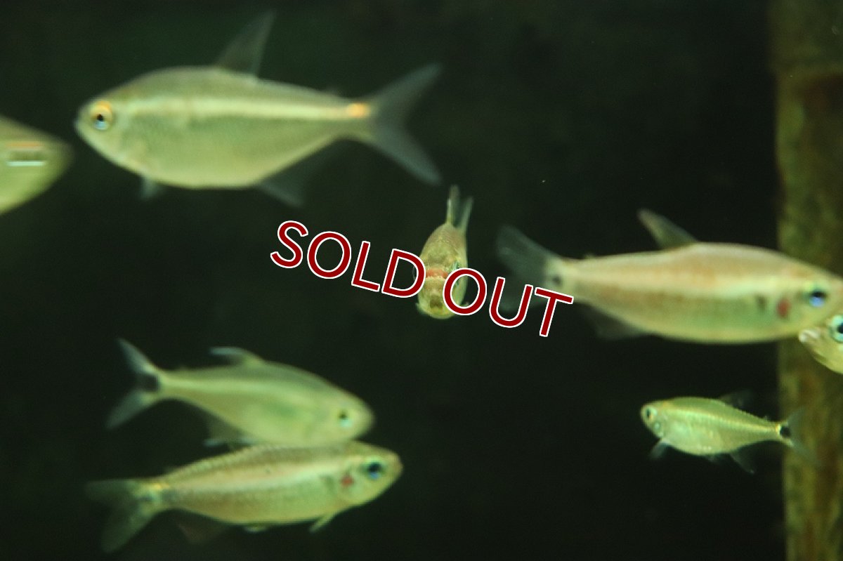 画像3: 【淡水魚】コギャルテトラsp マットグロッソ産  ワイルド【1匹 サンプル画像】(珍カラ)(生体)(熱帯魚)NKCK (3)