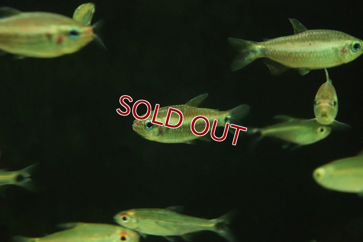 画像4: 【淡水魚】コギャルテトラsp マットグロッソ産  ワイルド【1匹 サンプル画像】(珍カラ)(生体)(熱帯魚)NKCK (4)