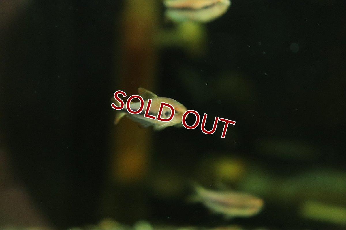 画像2: 【淡水魚】レア種 インパイクティスsp スーパーケリー ジュイナ産 ワイルド【1匹 サンプル画像】(珍カラ)(生体)(熱帯魚)NKCK (2)