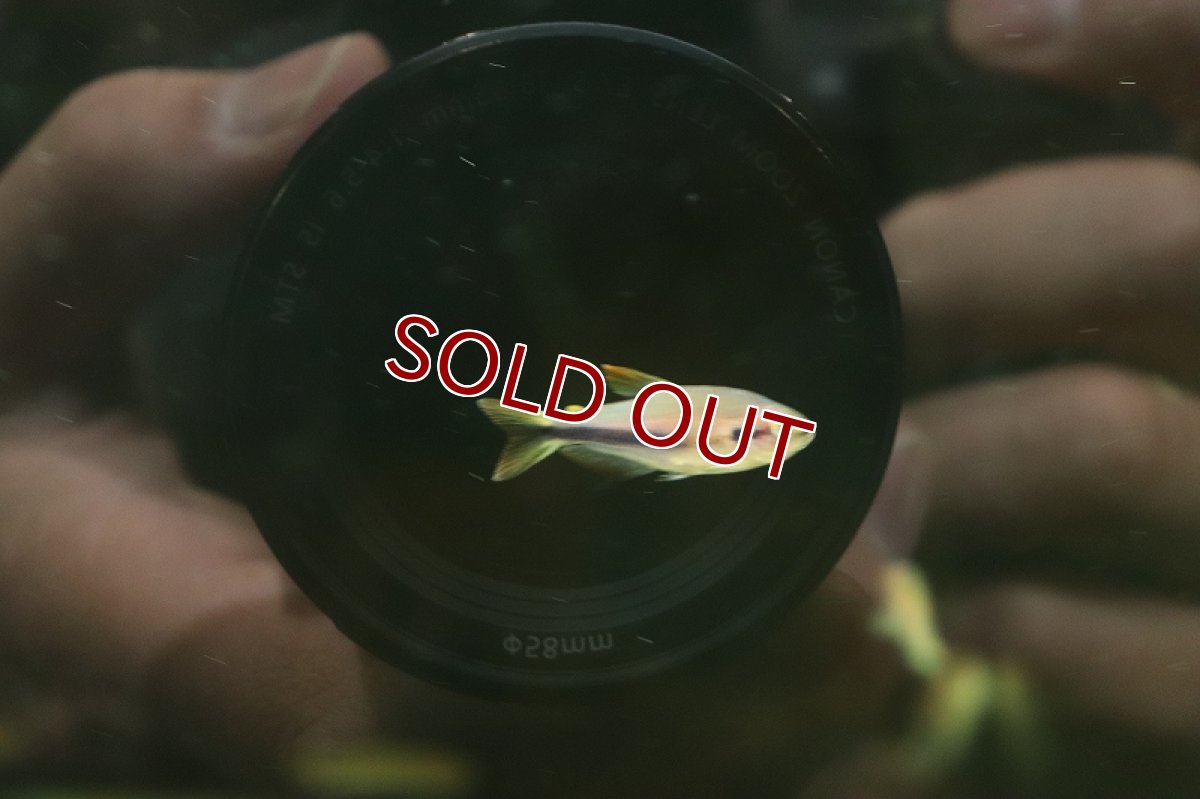 画像3: 【淡水魚】レア種 インパイクティスsp スーパーケリー ジュイナ産 ワイルド【1匹 サンプル画像】(珍カラ)(生体)(熱帯魚)NKCK (3)