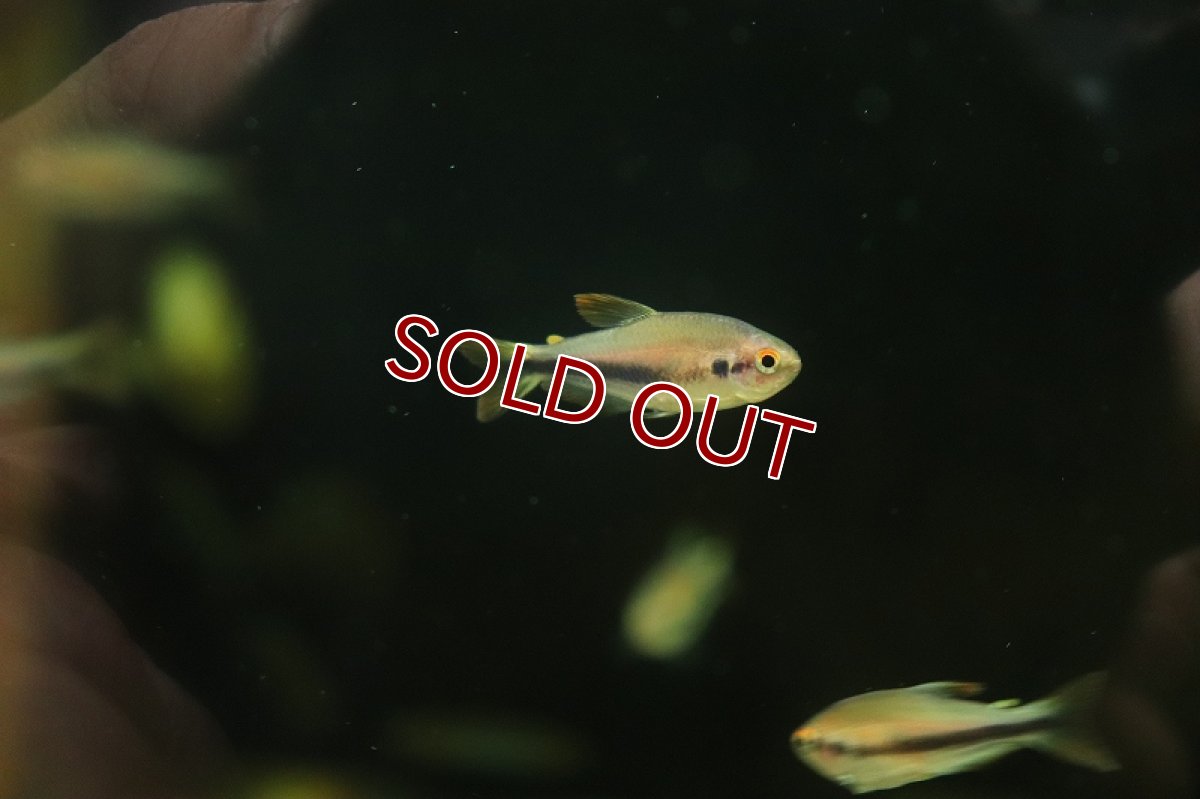 画像4: 【淡水魚】レア種 インパイクティスsp スーパーケリー ジュイナ産 ワイルド【1匹 サンプル画像】(珍カラ)(生体)(熱帯魚)NKCK (4)