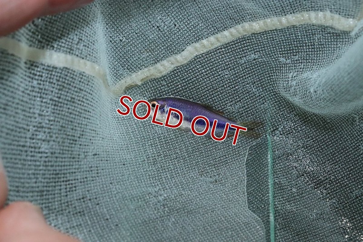 画像5: 【淡水魚】レア種 インパイクティスsp スーパーケリー ジュイナ産 ワイルド【1匹 サンプル画像】(珍カラ)(生体)(熱帯魚)NKCK (5)