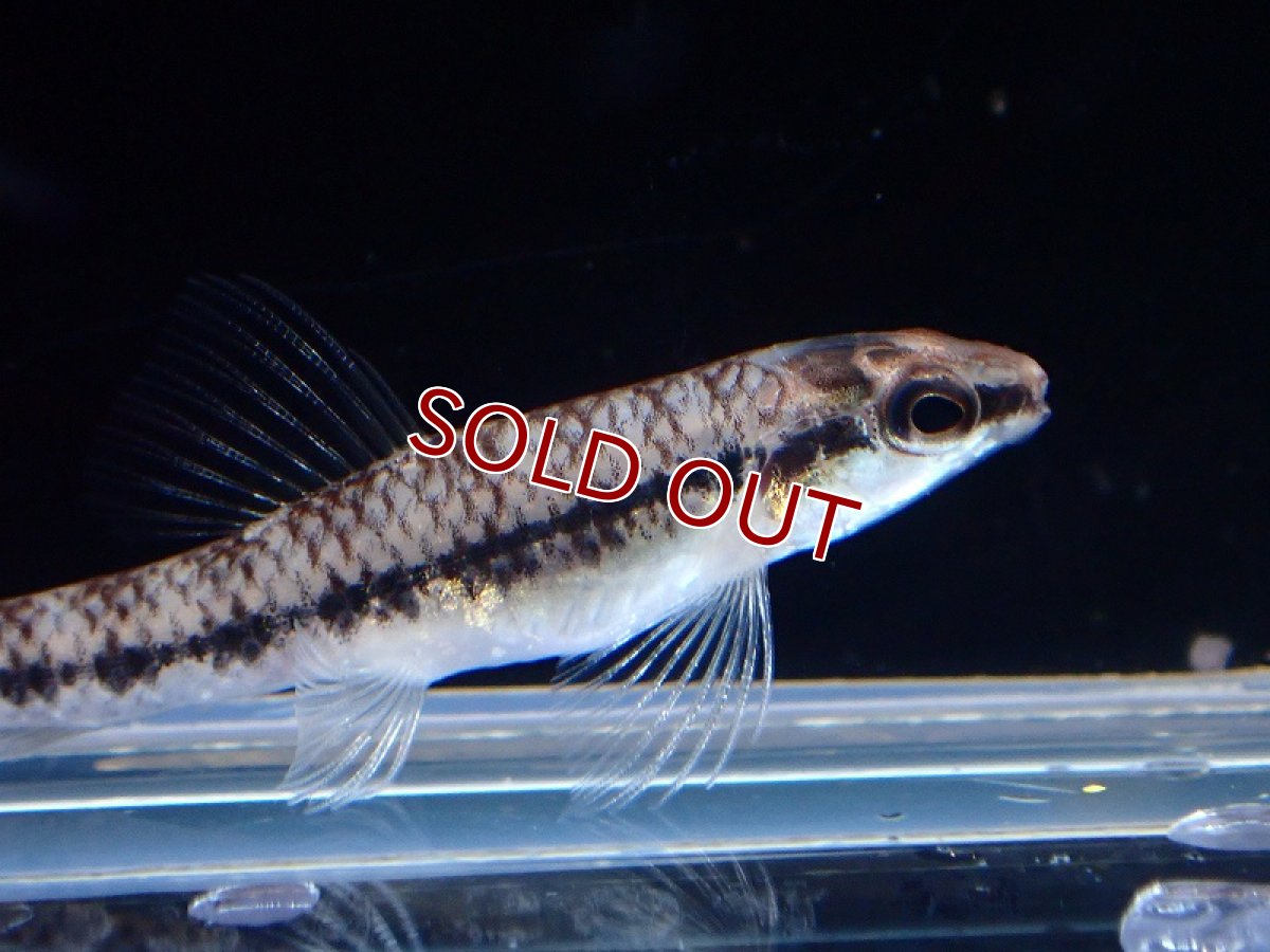 画像2: 【淡水魚】ジャイアントダータテトラ コロンビア産 ワイルド【1匹 サンプル画像】(珍カラ)(生体)(熱帯魚)NKCK (2)