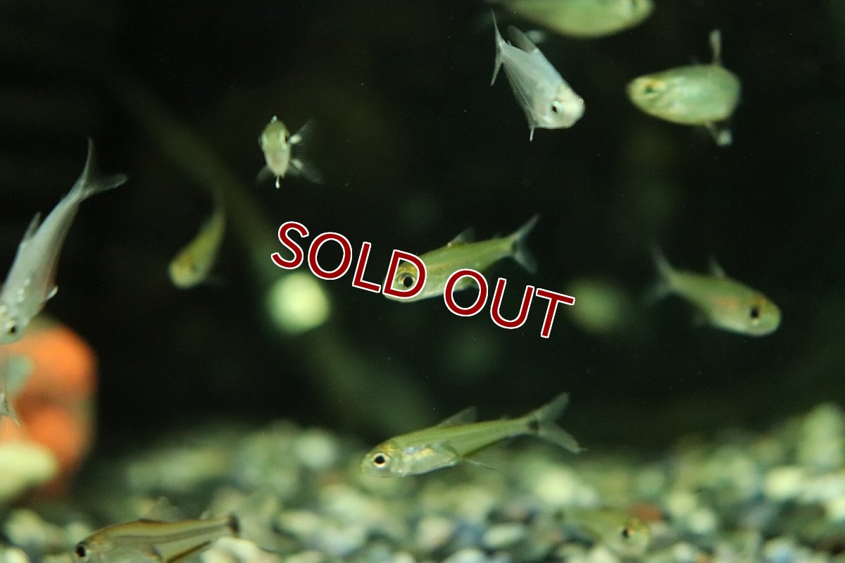 画像2: 【淡水魚】イエローグラステトラ リオ クルクリアリ産 ワイルド【1匹 サンプル画像】(珍カラ)(生体)(熱帯魚)NKCK (2)