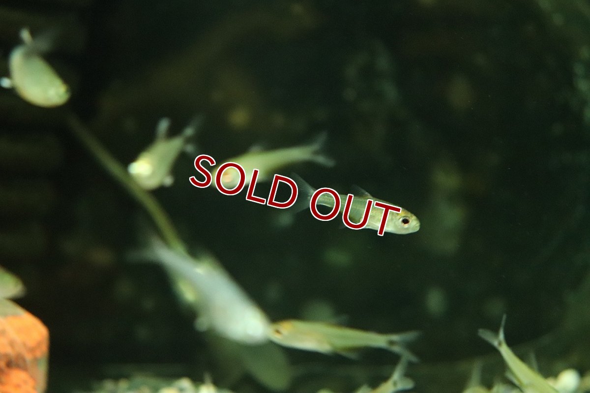 画像3: 【淡水魚】イエローグラステトラ リオ クルクリアリ産 ワイルド【1匹 サンプル画像】(珍カラ)(生体)(熱帯魚)NKCK (3)