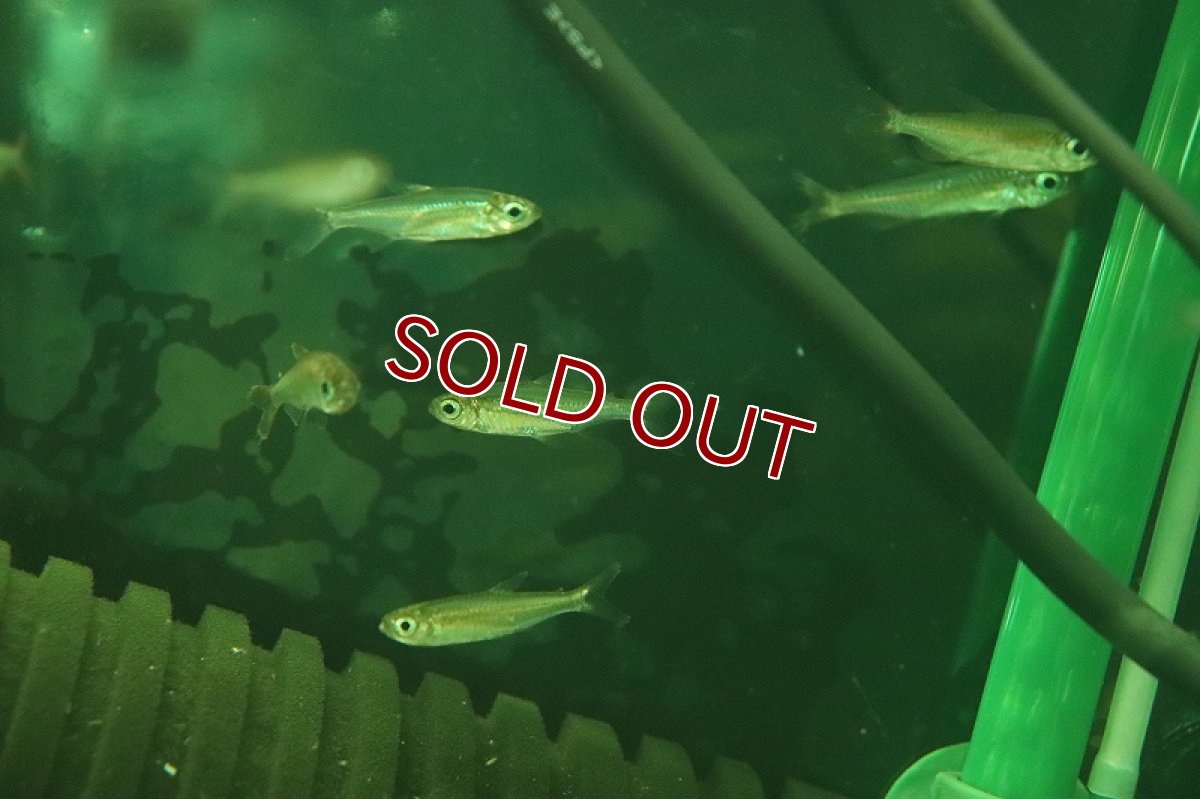 画像2: 【淡水魚】【通販】混じり個体 ファンタスティックレインボーコンゴテトラの混じり ワイルド【1匹 サンプル画像】(珍カラ)(生体)(熱帯魚)NKCK (2)