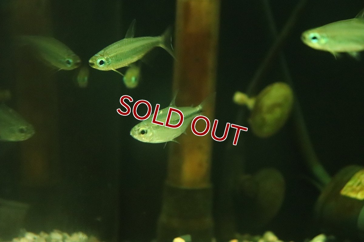 画像2: 【淡水魚】【通販】混じり個体 ゴールデンコンゴテトラ BANDUNDU産の混じり ワイルド【1匹 サンプル画像】(珍カラ)(生体)(熱帯魚)NKCK (2)