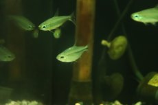 画像2: 【淡水魚】【通販】混じり個体 ゴールデンコンゴテトラ BANDUNDU産の混じり ワイルド【1匹 サンプル画像】(珍カラ)(生体)(熱帯魚)NKCK (2)