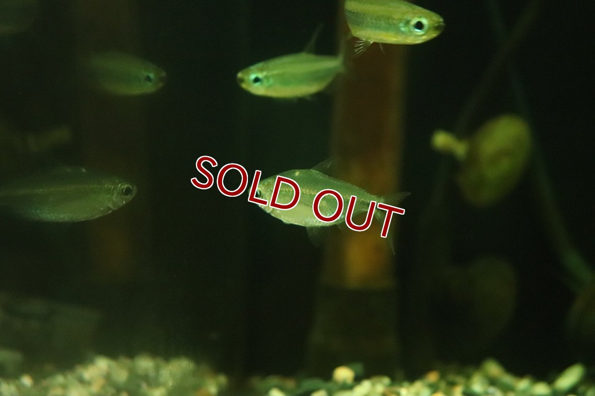 画像3: 【淡水魚】【通販】混じり個体 ゴールデンコンゴテトラ BANDUNDU産の混じり ワイルド【1匹 サンプル画像】(珍カラ)(生体)(熱帯魚)NKCK (3)