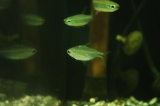 画像3: 【淡水魚】【通販】混じり個体 ゴールデンコンゴテトラ BANDUNDU産の混じり ワイルド【1匹 サンプル画像】(珍カラ)(生体)(熱帯魚)NKCK (3)