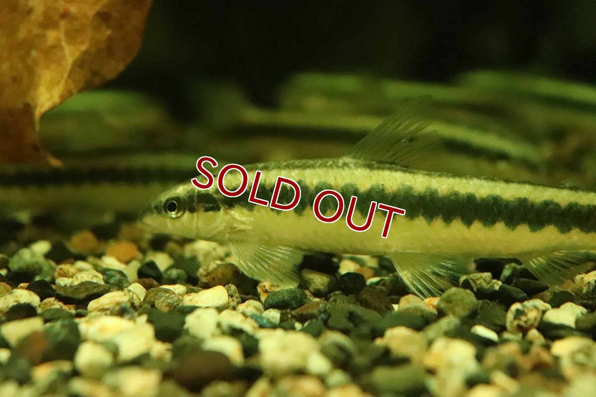 画像2: 【淡水魚】髭コケ対策最強 ビッグサイズ アパレイオドンsp リオ ベルメーリョ ワイルド【1匹 サンプル画像】(生体)(熱帯魚)NKCK (2)