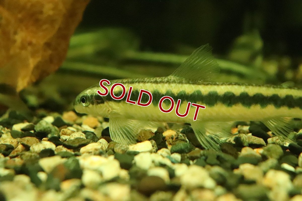 画像3: 【淡水魚】髭コケ対策最強 ビッグサイズ アパレイオドンsp リオ ベルメーリョ ワイルド【1匹 サンプル画像】(生体)(熱帯魚)NKCK (3)