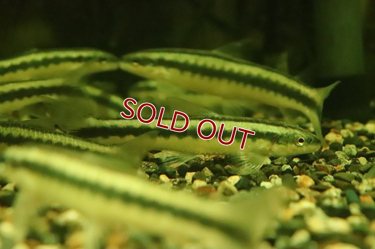 画像4: 【淡水魚】髭コケ対策最強 ビッグサイズ アパレイオドンsp リオ ベルメーリョ ワイルド【1匹 サンプル画像】(生体)(熱帯魚)NKCK (4)