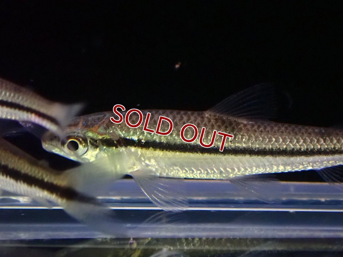 画像2: 【淡水魚】髭コケ対策最強 パレイオドンsp アフィニス トカンチンス産 ワイルド【1匹 サンプル画像】(珍カラ)(生体)(熱帯魚)NKCK (2)