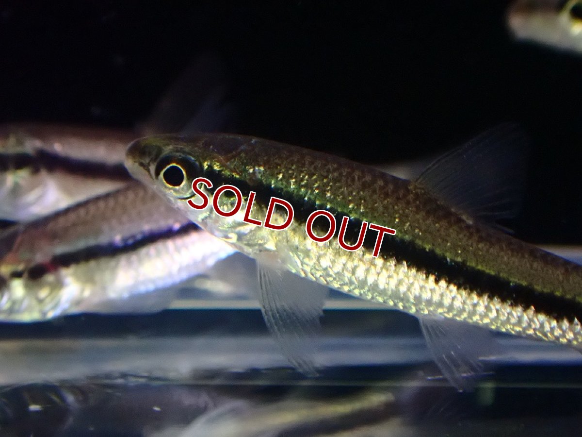 画像3: 【淡水魚】髭コケ対策最強 パレイオドンsp アフィニス トカンチンス産 ワイルド【1匹 サンプル画像】(珍カラ)(生体)(熱帯魚)NKCK (3)