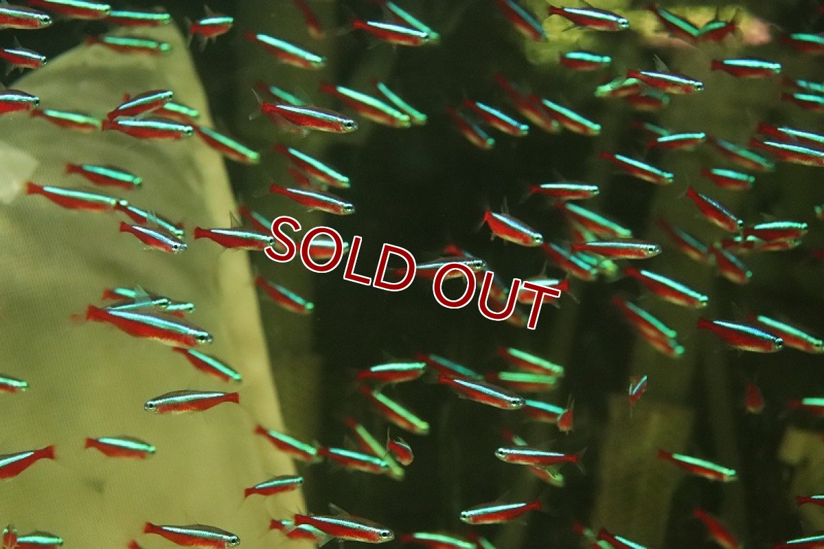 画像2: 【淡水魚】大きめ Lサイズ カージナルテトラ ネグロ産 ワイルド【5匹 サンプル画像】(珍カラ)(生体)(熱帯魚)NKCK (2)