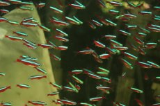 画像2: 【淡水魚】【通販】大きめ Lサイズ カージナルテトラ ネグロ産 ワイルド【5匹 サンプル画像】(珍カラ)(生体)(熱帯魚)NKCK (2)