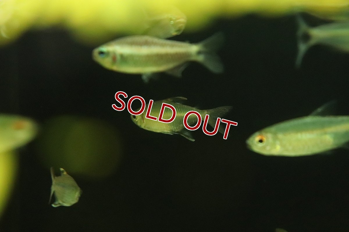 画像2: 【淡水魚】フェザーフィンテトラ ワイルド【1匹 サンプル画像】(珍カラ)(生体)(熱帯魚)NKCK (2)