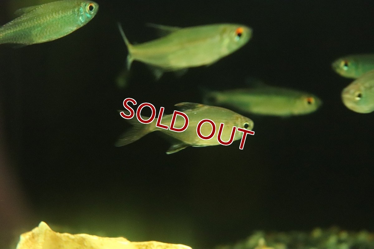 画像3: 【淡水魚】フェザーフィンテトラ ワイルド【1匹 サンプル画像】(珍カラ)(生体)(熱帯魚)NKCK (3)