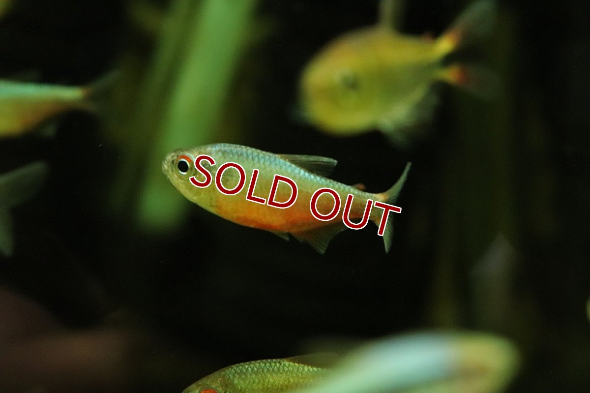 画像2: 【淡水魚】ピンクブルーダイヤモンドコギャルテトラ マットグロッソ産 ワイルド【1匹 サンプル画像】(珍カラ)(生体)(熱帯魚)NKCK (2)