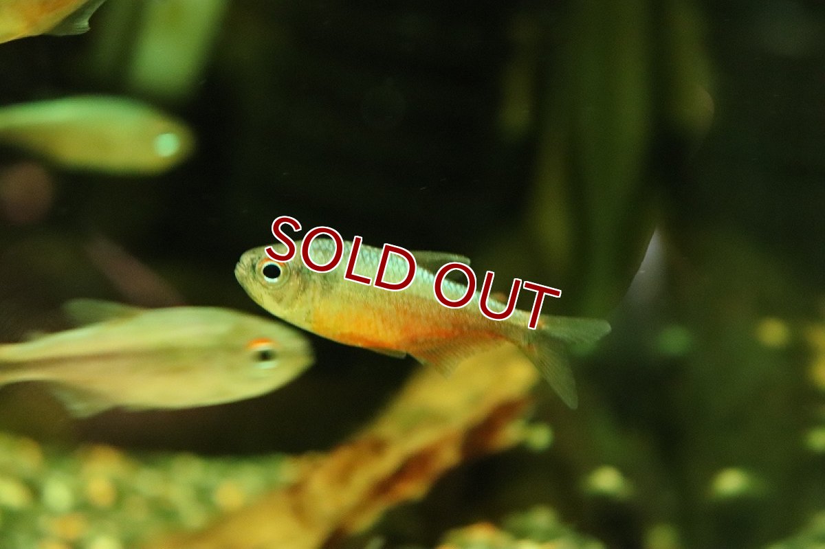 画像3: 【淡水魚】ピンクブルーダイヤモンドコギャルテトラ マットグロッソ産 ワイルド【1匹 サンプル画像】(珍カラ)(生体)(熱帯魚)NKCK (3)