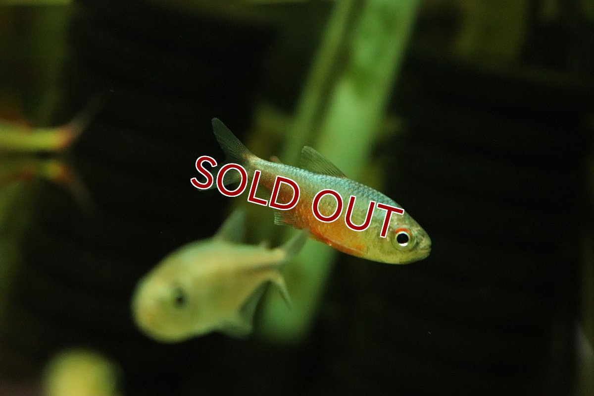 画像4: 【淡水魚】ピンクブルーダイヤモンドコギャルテトラ マットグロッソ産 ワイルド【1匹 サンプル画像】(珍カラ)(生体)(熱帯魚)NKCK (4)