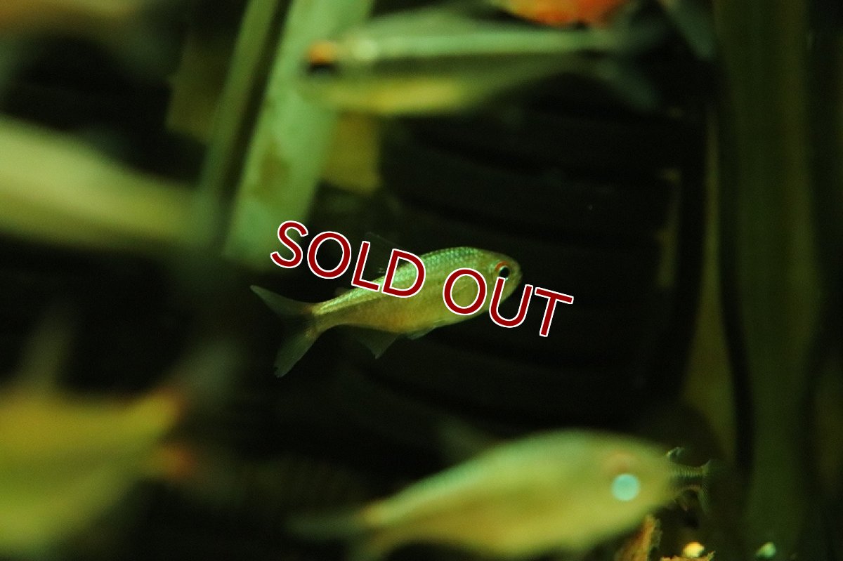 画像5: 【淡水魚】ピンクブルーダイヤモンドコギャルテトラ マットグロッソ産 ワイルド【1匹 サンプル画像】(珍カラ)(生体)(熱帯魚)NKCK (5)