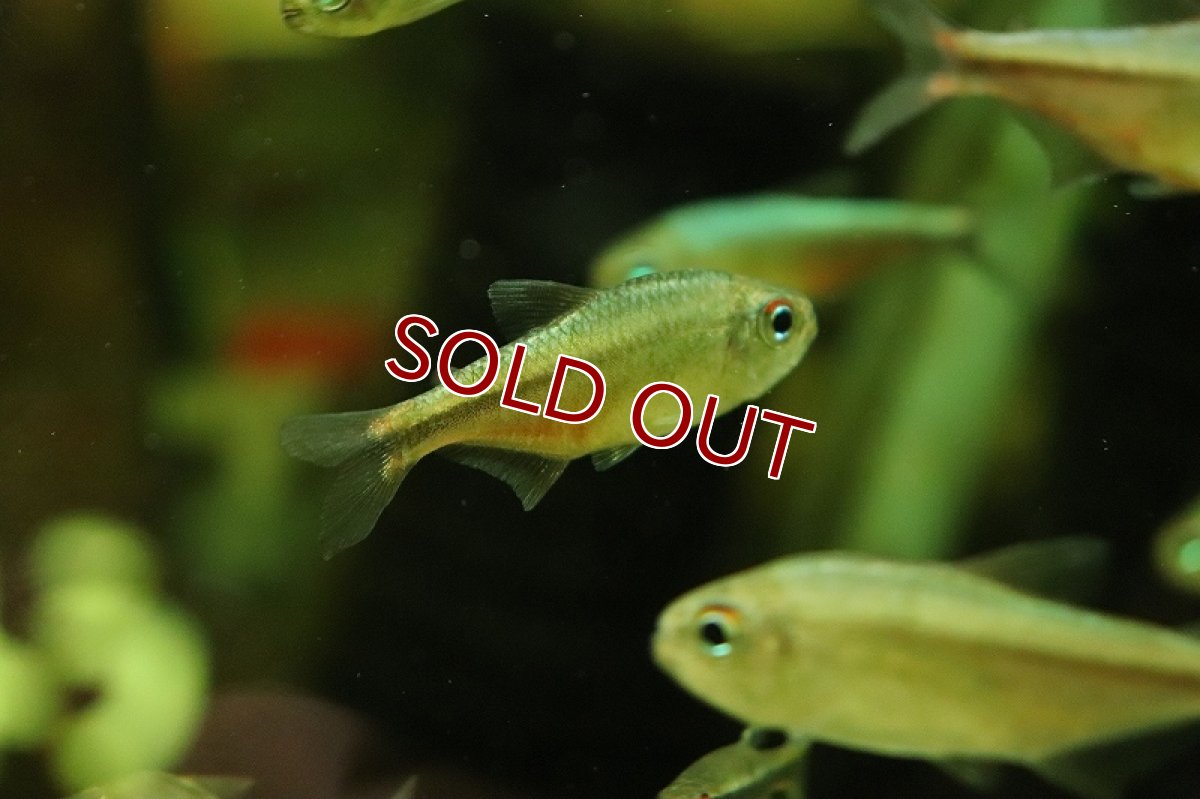 画像6: 【淡水魚】ピンクブルーダイヤモンドコギャルテトラ マットグロッソ産 ワイルド【1匹 サンプル画像】(珍カラ)(生体)(熱帯魚)NKCK (6)