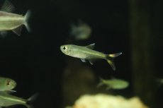画像1: 【淡水魚】モンクホーシャ ディコローア マットグロッソ産 ワイルド【1匹 サンプル画像】(珍カラ)(生体)(熱帯魚)NKCK (1)